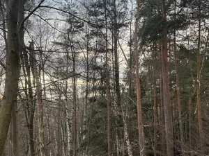 Prodej lesa, Petrovice II, 11117 m2