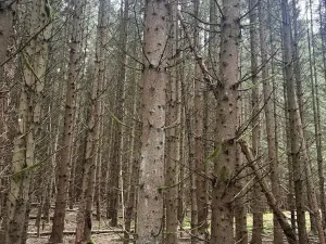 Prodej lesa, Dvory nad Lužnicí, 3483 m2