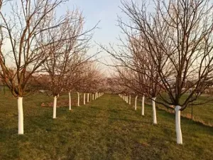 Prodej pozemku pro bydlení, Uherský Brod, Trnková, 1000 m2