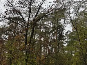 Prodej lesa, Budyně nad Ohří, 3763 m2