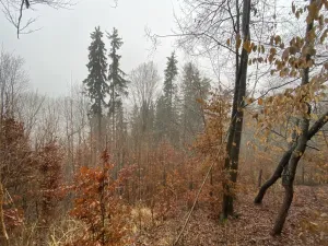 Prodej lesa, Jedlí, 1198 m2