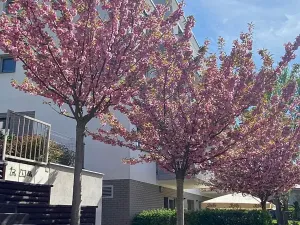 Pronájem bytu 2+kk, Praha - Hloubětín, Krylovecká, 55 m2