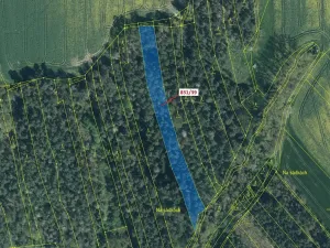 Dražba lesa, Koloveč, 3368 m2