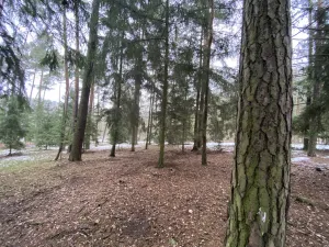 Prodej lesa, Veliny, 4517 m2