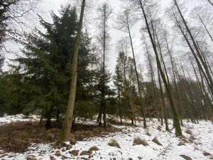 Prodej pozemku, Veliny, 1630 m2