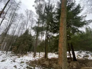 Prodej pozemku, Veliny, 1630 m2