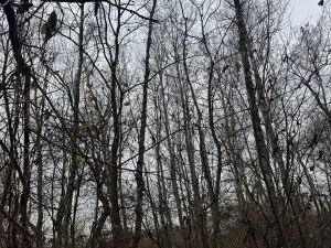 Prodej lesa, Moravský Písek, 4838 m2