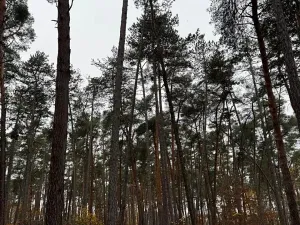 Prodej podílu lesa, Poříčany, 7349 m2