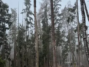 Prodej podílu lesa, Vacov, 23843 m2