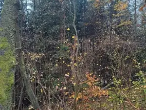 Prodej podílu lesa, Stará Paka, 2755 m2