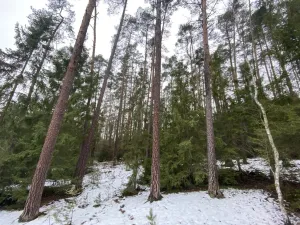 Prodej lesa, Veliny, 16002 m2