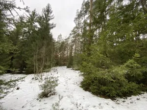 Prodej lesa, Veliny, 16002 m2