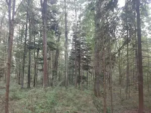 Prodej lesa, Bohuslavice, 11442 m2