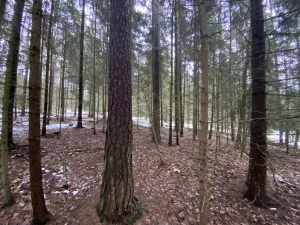 Prodej lesa, Veliny, 4431 m2