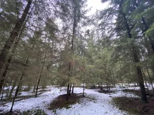 Prodej lesa, Veliny, 4431 m2