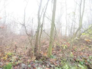 Dražba zahrady, Staré Město, 490 m2