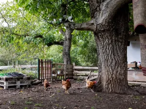 Prodej chaty, Litíč, 60 m2