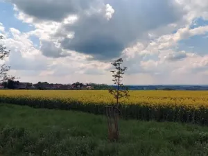 Prodej pole, Štětí, 6006 m2