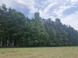 Prodej lesa, Paceřice, 4924 m2