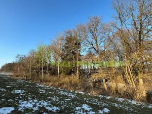 Prodej lesa, Světlá nad Sázavou, 48055 m2