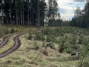 Prodej lesa, Pecka, 35108 m2