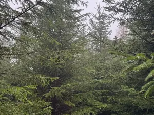 Prodej podílu lesa, Vlastec, 2339 m2