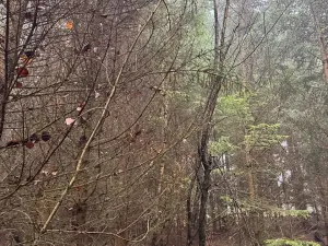 Prodej podílu lesa, Vlastec, 2339 m2