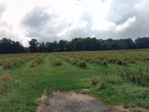 Prodej sadu/vinice, Chelčice, 88749 m2