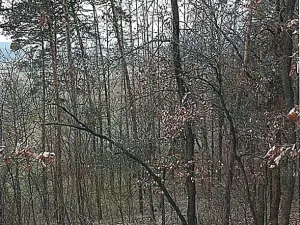 Prodej lesa, Tetčice, 1613 m2