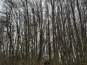 Prodej lesa, Čejkovice, 8895 m2