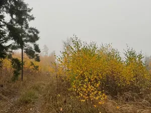 Prodej podílu lesa, Úboč, 4513 m2