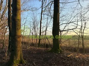 Prodej lesa, Jistebník, 5452 m2