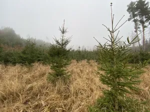 Prodej lesa, Městečko Trnávka - Lázy, 6313 m2