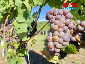 Prodej vinného sklepa, Perná, 31 m2