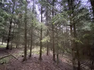 Prodej lesa, Městečko Trnávka - Lázy, 32904 m2