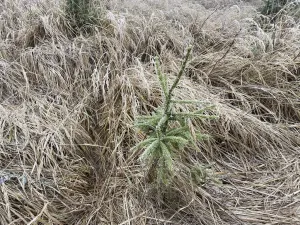 Prodej lesa, Městečko Trnávka - Lázy, 32904 m2