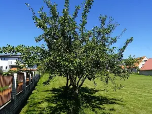 Prodej pozemku pro bydlení, Libeř, 2573 m2