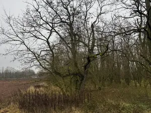 Prodej lesa, Mutěnice, 5100 m2