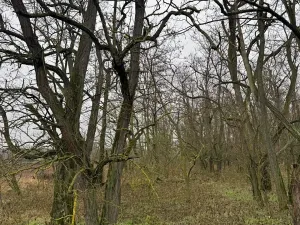 Prodej lesa, Mutěnice, 5100 m2