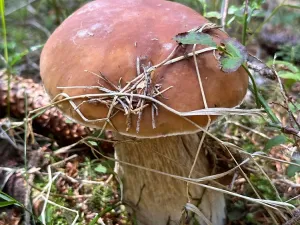 Prodej bytu 1+kk, Janov nad Nisou - Hrabětice, 24 m2