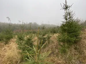 Prodej lesa, Městečko Trnávka - Lázy, 6313 m2