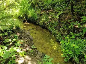 Prodej lesa, Hlubočky, 6680 m2