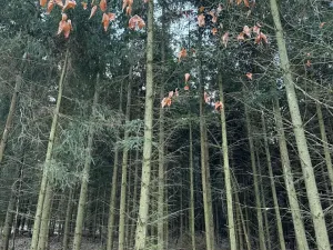 Prodej lesa, Poleň, 11901 m2