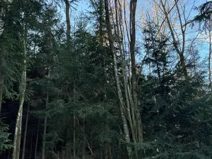 Prodej lesa, Poleň, 11901 m2