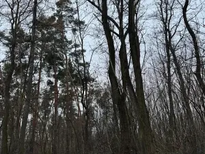 Prodej lesa, Týnec nad Labem, 7079 m2