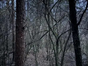 Prodej podílu lesa, Vinaře, 10883 m2