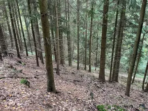 Dražba lesa, Záhoří, 3816 m2