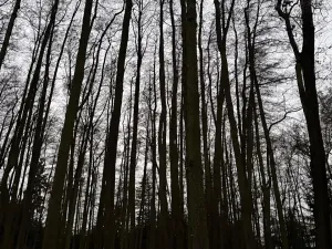 Prodej lesa, Předslav, 6263 m2