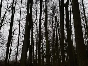 Prodej lesa, Předslav, 6263 m2