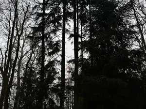 Prodej lesa, Předslav, 6263 m2